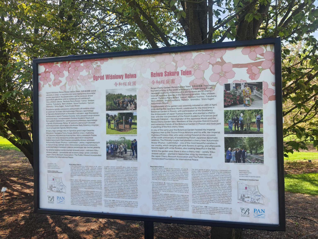 Kwitnące wiśnie i magnolie w Ogrodzie Botanicznym w Powsinie