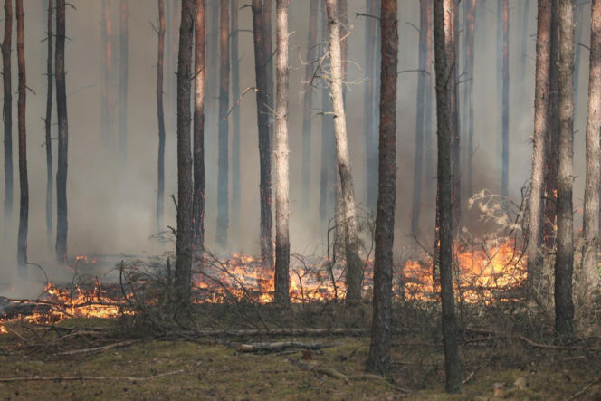 Pożar lasu w powiecie wołomińskim