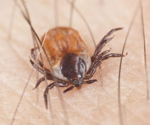 „One nie czekają - one biegną do człowieka!” Alarmujący głos naukowców w sprawie kleszczy