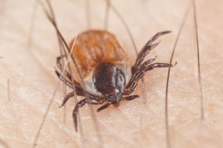 „One nie czekają - one biegną do człowieka!” Alarmujący głos naukowców w sprawie kleszczy