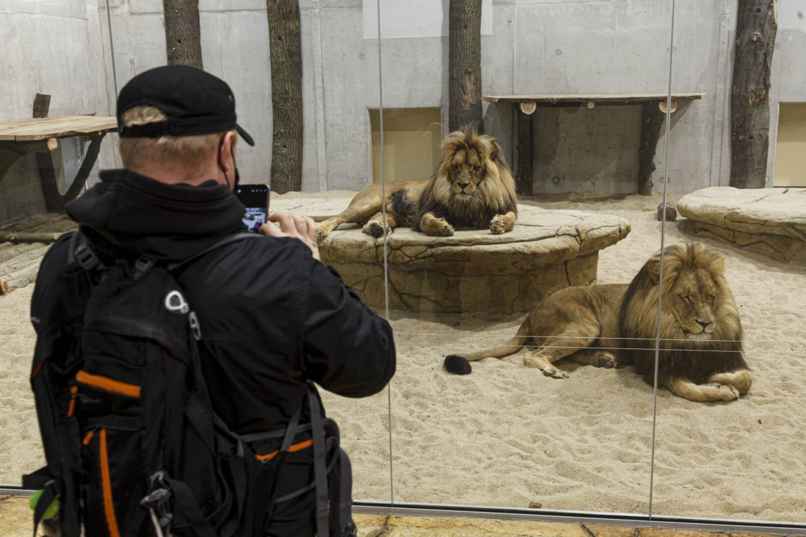 Zoo Opole. Lwy na wybiegu po 24 latach! Wielkie koty wróciły [ZDJĘCIA]