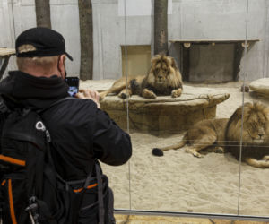 Zoo Opole. Lwy na wybiegu po 24 latach! Wielkie koty wróciły [ZDJĘCIA]