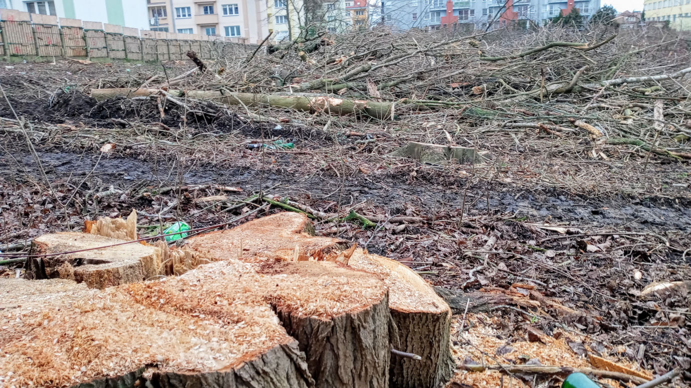 Przy ulicy Janosika wycięto dziesiątki drzew