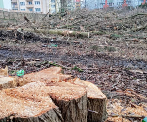 Przy ulicy Janosika wycięto dziesiątki drzew