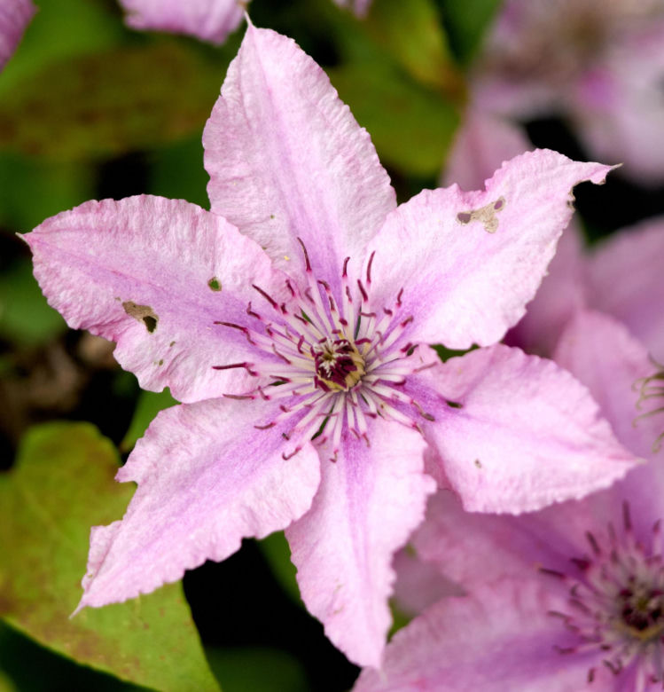 Powojnik (Clematis)