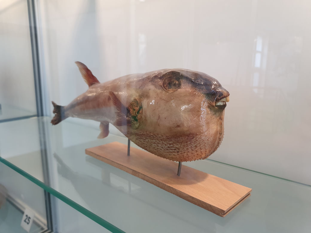 Otwarcie Muzeum Ichtiologicznego w Szczecinie
