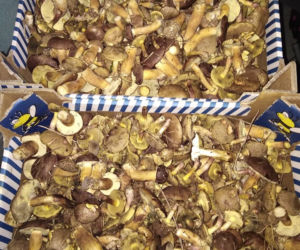 Wielkie grzybobranie w Wielkopolsce