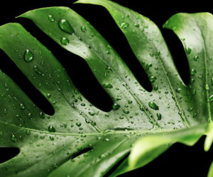 Monstera