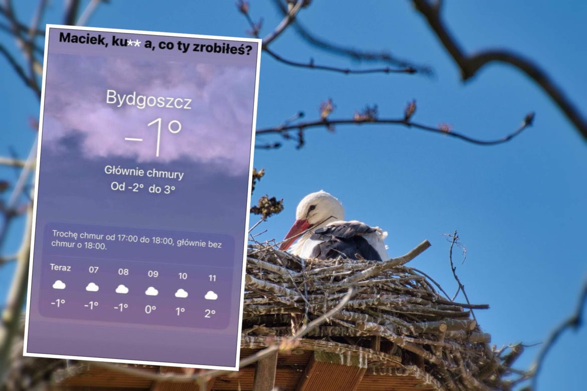 Bocian wywołał uśmiech na twarzy internautów. Pokochali go!