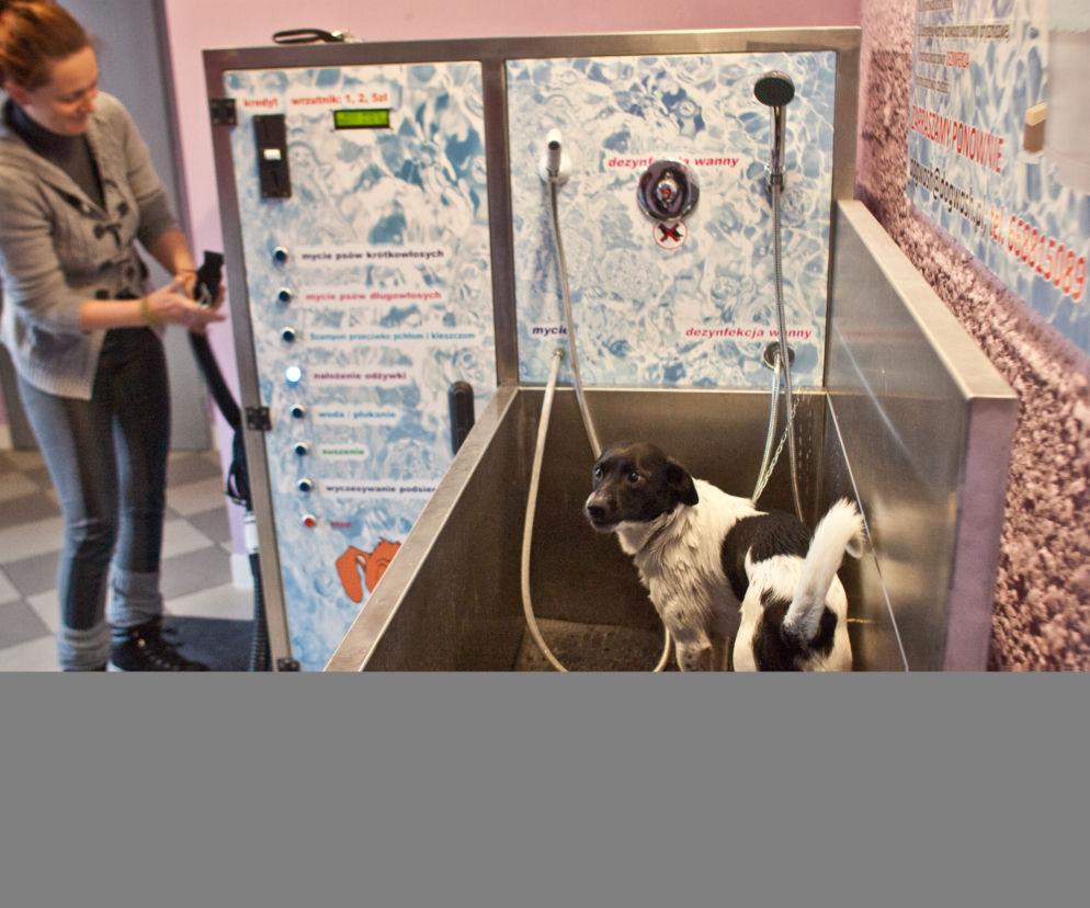 Dog Wash