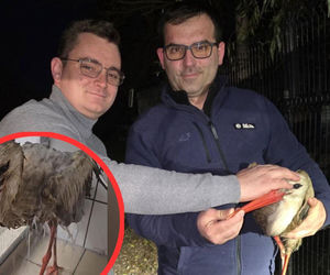 Wycieńczony bocian Lolek omal nie zginął. Jego pióra pokryła dziwna maź. Po ratunek trzeba było wieźć go przez pół Polski