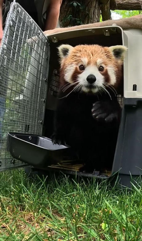 Samiec pandy rudej zamieszkał we wrocławskim zoo. Od razu wyskoczył na swój nowy wybieg [WIDEO]