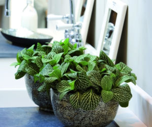 peperomia_BKH.jpg
