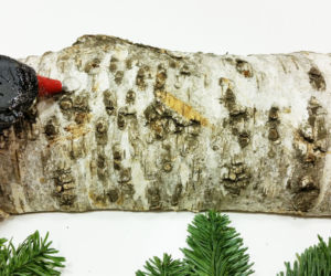 Naturalny stroik na stół z brzozy