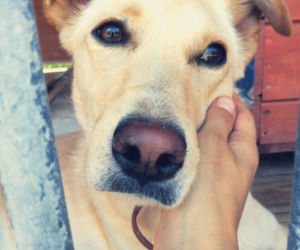 PIES DO ADOPCJI - Bella