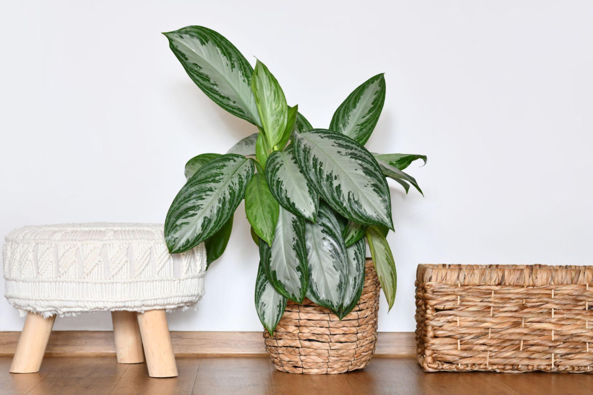 Aglonema 'Silver Bay'