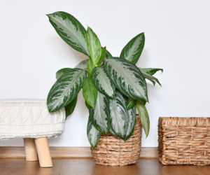 Aglonema 'Silver Bay'