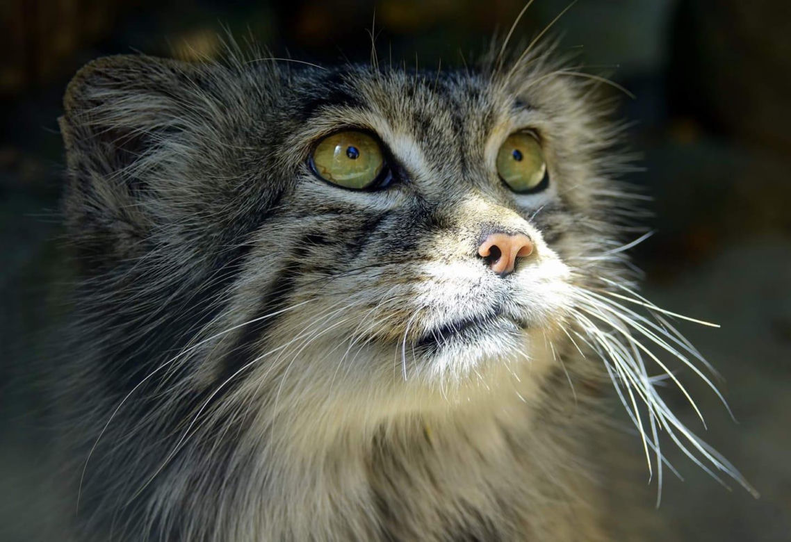 Manul z poznańskiego ZOO jest najpiękniejszy na świecie! Magellan nie miał sobie równych