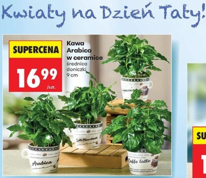 kwiat Arabica w Biedronce