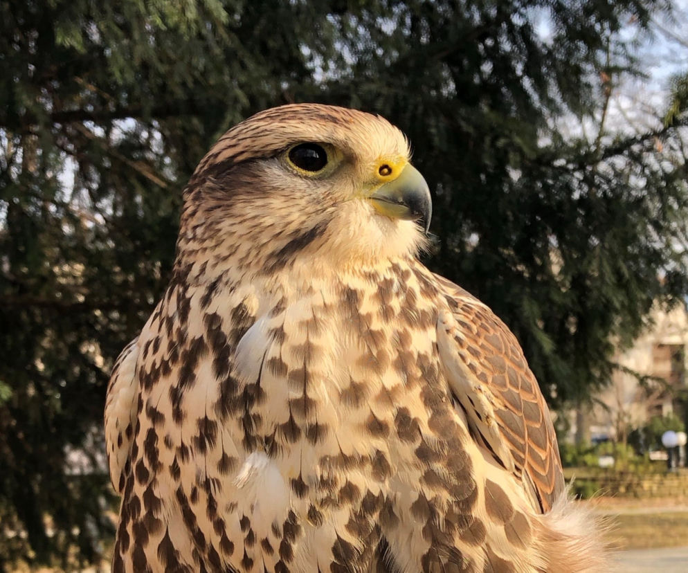 Meja, Atom i Nadia na straży jasielskiego parku!