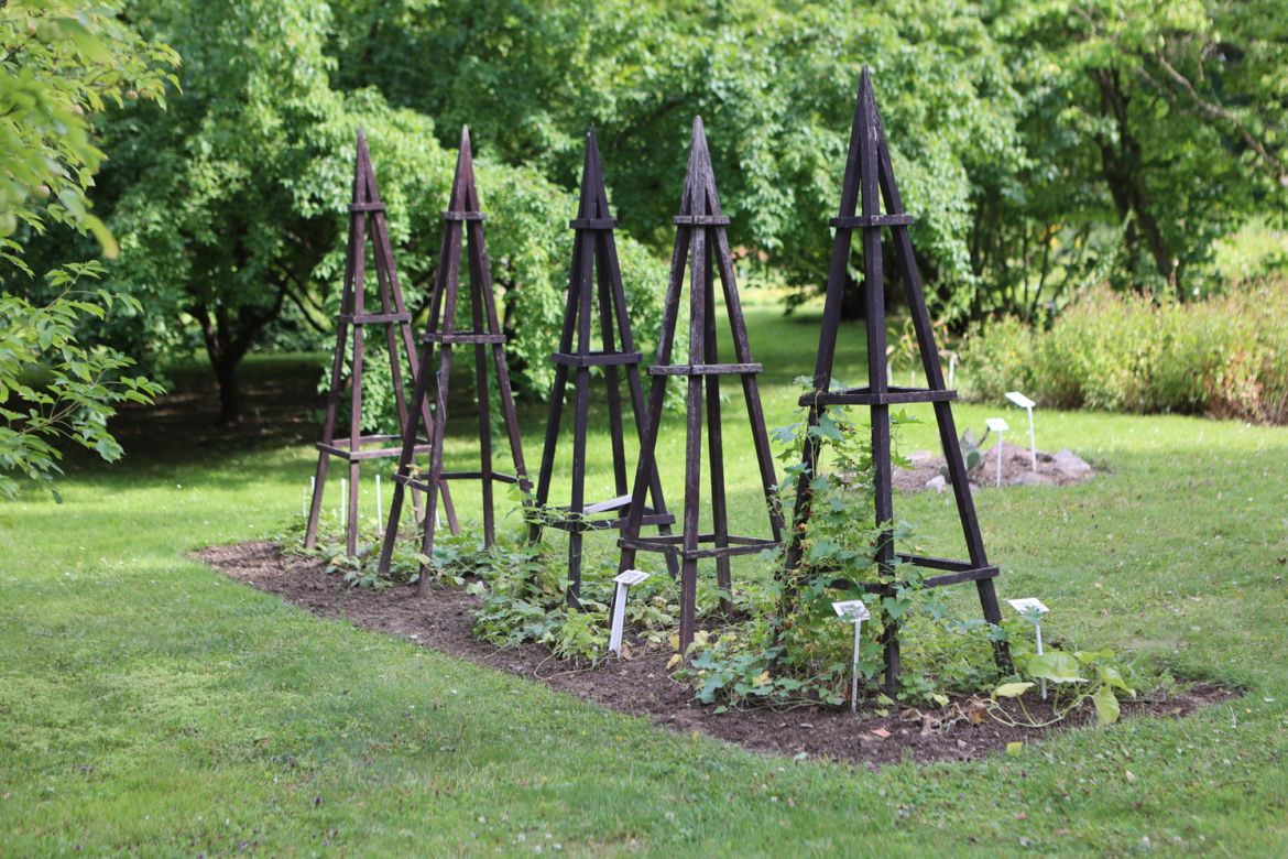 Kwitnący Ogród Botaniczny UMCS w Lublinie