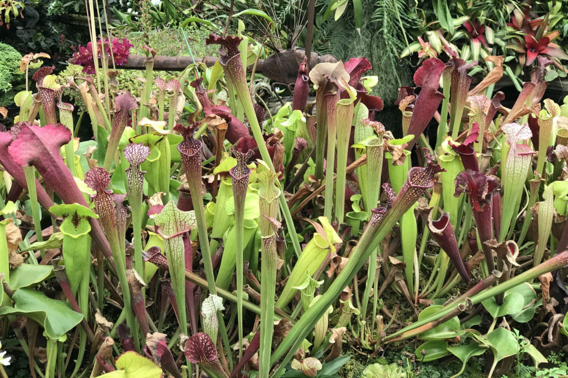 Kapturnica (Sarracenia)