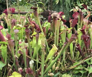Kapturnica (Sarracenia)