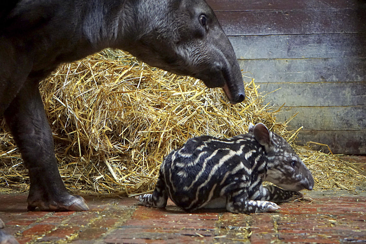 Tapir