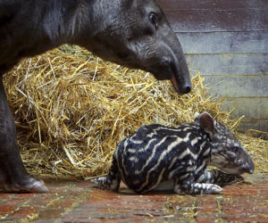 Tapir