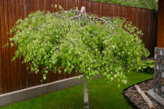 Miniaturowe drzewka ozdobne do ogrodu: odkryj sekret pięknego małego raju!