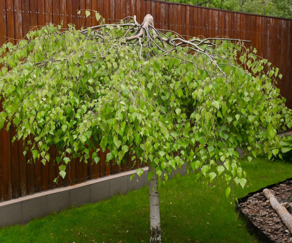 Miniaturowe drzewka ozdobne do ogrodu to prawdziwy hit!