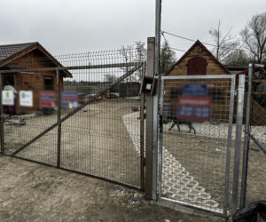 Zabrali dzieciom psa. Urzędnicy przyznali później: nie było podstaw!