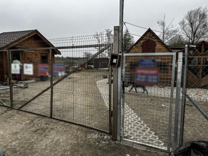 Zabrali dzieciom psa. Urzędnicy przyznali później: nie było podstaw!