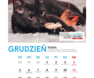 Grudzień - kalendarz ze zwierzętami