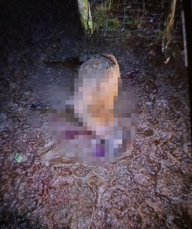 Wataha psów terroryzuje wieś. „Nie zaatakowały z głodu. To była napaść, by zabić”