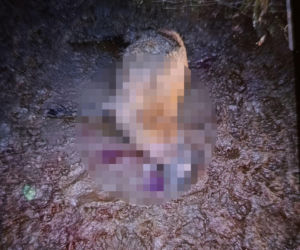 Wataha psów terroryzuje wieś. „Nie zaatakowały z głodu. To była napaść, by zabić”