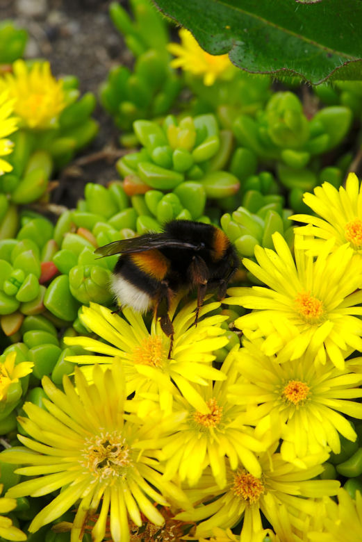 Delosperma
