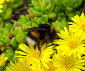 Delosperma