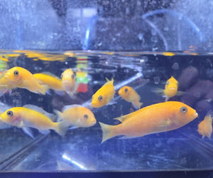 Egzotyczny świat zawitał do Bydgoszczy! Pająki i węże były na wyciągnięcie ręki