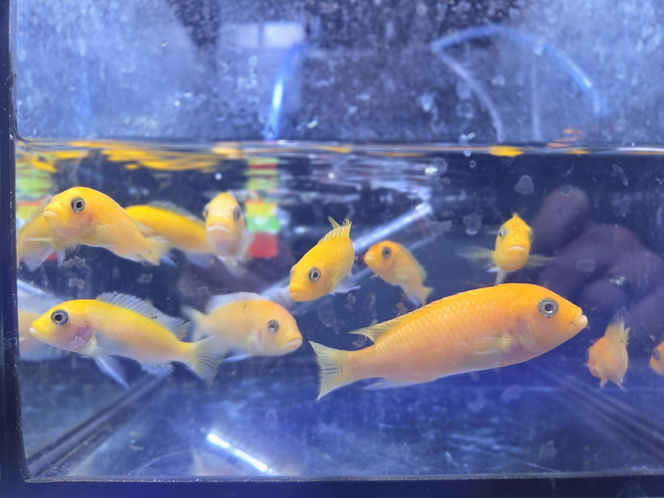 Egzotyczny świat zawitał do Bydgoszczy! Pająki i węże były na wyciągnięcie ręki