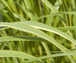 Spartyna grzebieniasta 'Aureomarginata'