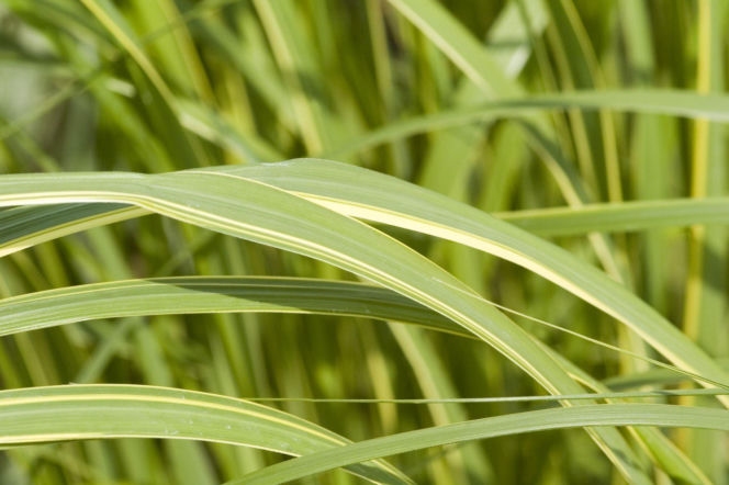 Spartyna grzebieniasta 'Aureomarginata'
