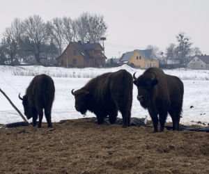 Skieblewo. Stado żubrów z Puszczy Augustowskiej wyjada karmę przeznaczoną dla krów