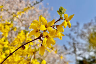 Ostatni dzwonek na zbiór kwiatów forsycji. To ogromne źródło zdrowia i wsparcia dla organizmu!