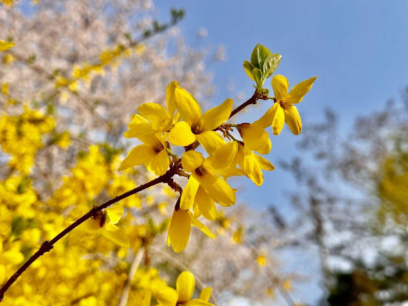 Ostatni dzwonek na zbiór kwiatów forsycji. To ogromne źródło zdrowia i wsparcia dla organizmu!