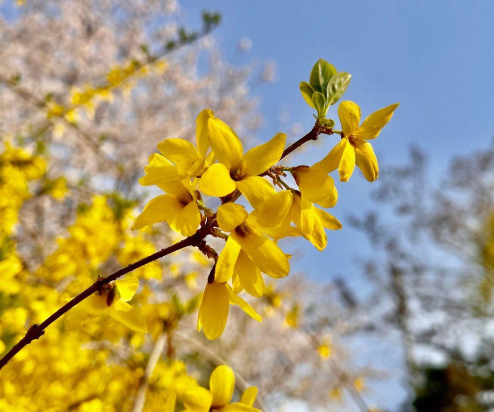 Masz w ogrodze forsycję? Pospiesz się! To ostatni moment, by zebrać jej kwiaty. Mają wiele właściwości zdrowotnych  