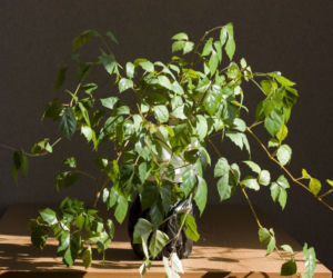 Cissus rombolistny