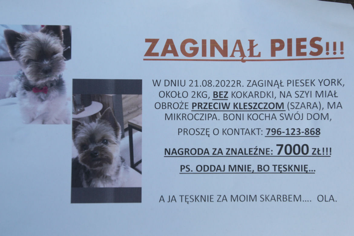 Warszawa, Ochota. Tęsknie za moim skarbem. „Oddam ci psa za 3500 złotych”