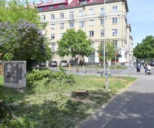 Wycinka drzew na Mokotowie. Mieszkańcy zbulwersowani, tramwajarze uspokajają