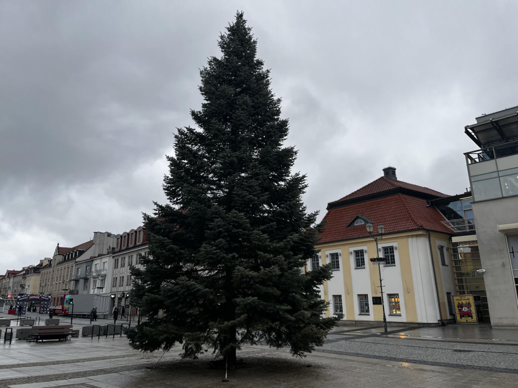 Wielki choinka stanęła na Rynku Kościuszki